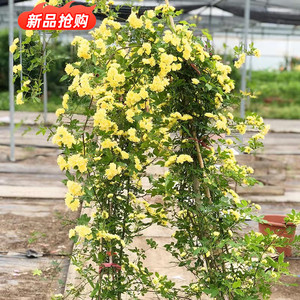 黄木香树苗爬藤植物庭院绿植浓香型白木香重瓣四季开花红木香盆栽