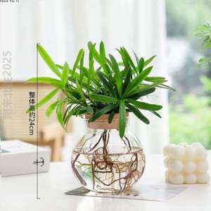 罗汉松透明玻璃花瓶植物简约花瓶创意插水养盆栽绿萝九里香水培