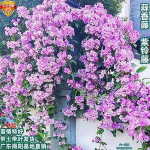 蒜香藤花苗 紫铃k藤花 耐晒爬藤植物四季庭院阳台垂吊攀爬围墙植