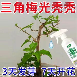 月月开花】三角梅专用肥专治黄叶掉叶不开花催芽促花免稀释叶面肥