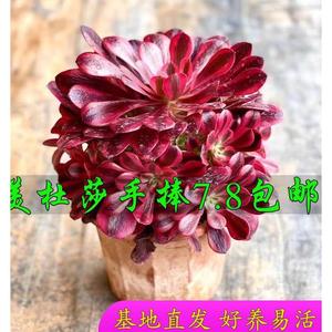 圆叶美杜莎多肉植物法师锦高级精品网红播款室内盆栽老桩木质大颗