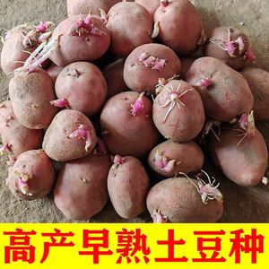土豆种子高产早熟红皮黄心黄皮黄心洋芋发芽四季农家自种马铃薯