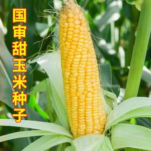 国审夏蜜甜玉米种子鲜食水果甜香早熟苞谷种籽春秋农家田园蔬菜孑