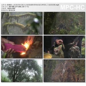 云南普洱哈尼族人在原始森林密林向神祭礼古老茶树 高清视频素材