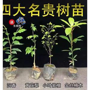 四大名贵苗木正宗金丝楠木树苗小叶紫檀树苗海南黄花梨树苗沉香苗