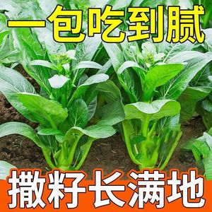 【割完又长】四季菜心种盆栽四九甜菜心籽广州青菜籽蔬菜种-籽