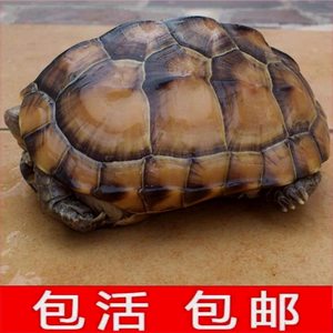 陆地草龟吃菜龟活体特大乌龟活体宠物大型乌龟素食龟生蛋龟下蛋龟