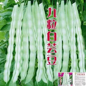 九粒白芸豆种子无筋架豆豆角种子早熟高产春秋四季豆种籽蔬菜种子