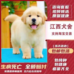 【江西犬舍】金毛幼犬赛级纯种宠物狗活幼体小狗动物活的活物训练