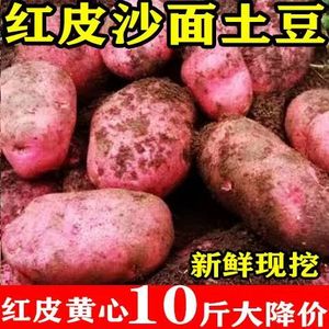 【面沙红皮土豆】新鲜现挖红皮洋芋老品种非转基因马铃薯批发整箱