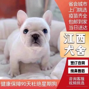【江西犬舍】法斗幼犬宠物法国斗牛犬纯种奶油蓝色法斗小型犬狗狗