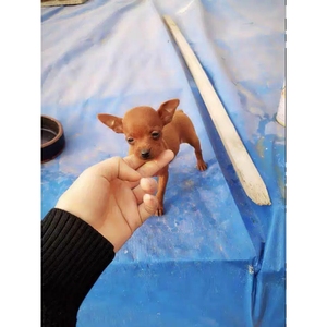 小鹿犬幼犬纯种小鹿狗活物短毛小型犬迷你小鹿小体狗活幼体宠物狗