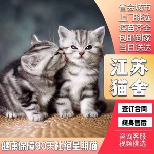 纯种美短猫矮脚猫幼猫美短起司加白猫折耳猫虎斑标斑宠物猫咪活物