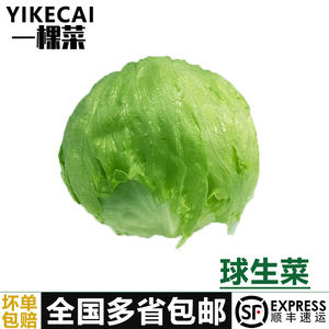 【YIKECAI】球生菜20斤装汉堡新鲜蔬菜沙拉食材轻食球形圆西生菜