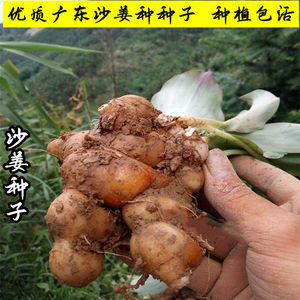 沙姜种子姜苗山奈种苗广东新鲜沙姜海南沙姜盆栽沙姜种植沙姜种植