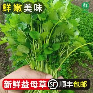 益母草新鲜蔬菜坤草野菜女性修养生理期需要潮汕煲汤炒菜当季500g