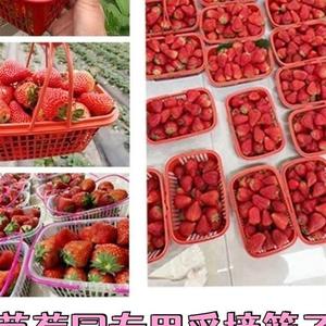 摘草莓篮子塑料龙眼桂圆手提通用砂糖橘包装篮樱桃手提篮水果采摘