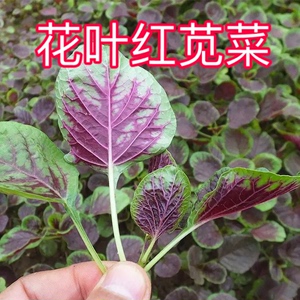 【圆花叶红苋菜种子】红苋菜种子家庭小院种菜阳台盆栽种植春耐热