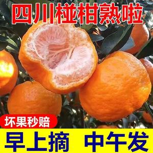四川椪柑新鲜桔子现摘现发自家种植碰柑当季水果芦柑带箱10斤包邮