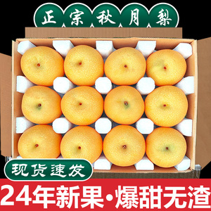 河北秋月梨2024年秋月梨冰糖梨子产地直销新鲜水果黄梨甜