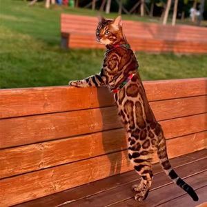 纯种美短加白起司猫孟加拉豹猫活体短毛玩具虎猫猫血统虎斑豹纹猫