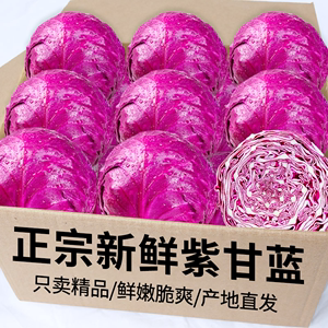 新鲜蔬菜紫甘蓝1000g紫包菜卷紫色球生菜蔬菜沙拉生菜橄榄菜