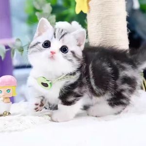 纯种美短猫活体虎斑矮脚猫美短加白起司猫玩具虎猫孟加拉豹猫活物