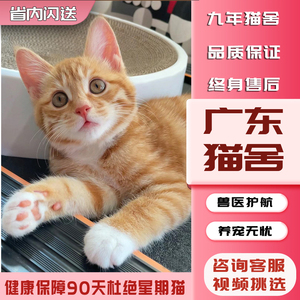 【广东猫舍】橘猫幼崽中华田园猫狸花猫纯黑猫白猫奶牛猫小三花可