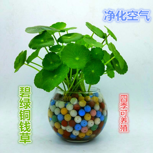 新疆包邮铜钱草根茎水培植物室内盆栽花卉绿植盆景阳台四季易养铜