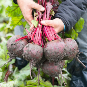 红甜菜紫菜头种子红菜头菜根种籽春秋农家营养丰富榨汁生食蔬菜孑