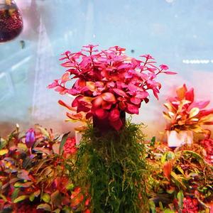 紫红之玫丁香网红水草鱼缸生命树造景瑰阴性红草淡水净化水质Y608