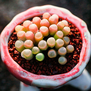 五十铃玉大象腿多肉植物 番杏科喜阴少水FENESTRARIA aurantiaca