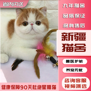 【新疆猫舍】加菲猫纯种幼崽曼基康矮脚猫短腿小猫咪宠物活的小奶