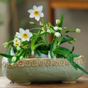创意绿萝水培花盆陶瓷水养植物器皿花盆容器家用铜钱草一叶莲花,