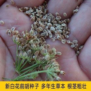 新采摘白花前胡种子包发芽发芽率高宁国白花前胡种籽中药材种子