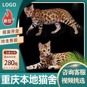 【重庆猫舍】纯种孟加拉豹猫活体玩具虎猫老虎猫赛级血统豹纹猫咪