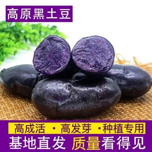 【老品种】黑皮紫心土豆种子黑金刚脱毒马铃薯黑土豆