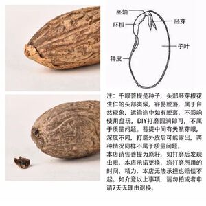 千眼菩提子天然原籽手把件原料老风化畸形料底货清仓超大胖菩提果