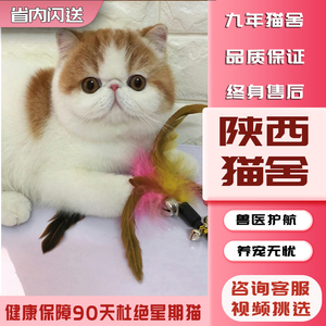 【陕西猫舍】加菲猫纯种幼崽曼基康矮脚猫短腿小猫咪宠物活的小奶