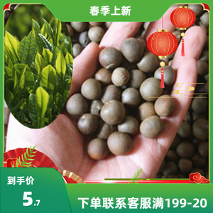 茶叶种子乌龙茶大红袍 绿茶铁观音毛尖苦丁龙井黑茶树种籽茶树种