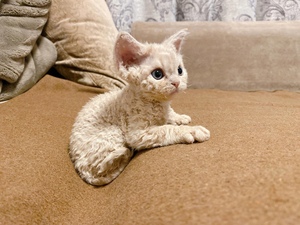 德文卷毛猫纯种幼猫黑白开脸虎斑纯白蓝眼纯黑德文猫乳色奶茶色