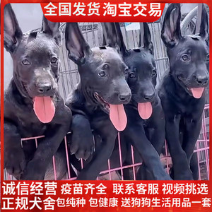 纯种黑狼犬活体黑狼幼犬纯黑色巨型东德看家镇宅犬墨界黑狼豹系犬