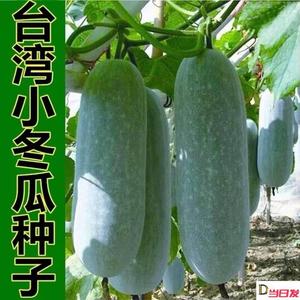【一节一个瓜】台湾小冬瓜种子毛节瓜小东瓜四季高产盆栽蔬菜种子