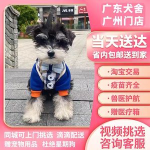 【广东犬舍】纯种雪纳瑞幼犬迷你型活狗小体犬椒盐色宠物出售狗狗