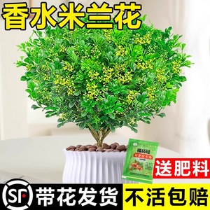 香水米兰花盆栽茉莉花卉植物室内驱蚊绿植浓香四季开花苗阳台好养