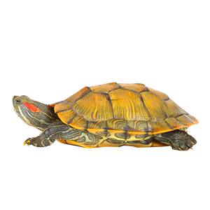 黄金巴西龟活体宠物龟外塘养殖网红小乌龟招财龟情侣龟风水龟水龟
