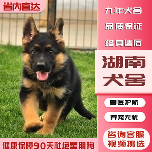 【湖南犬舍】纯种德牧幼犬黑背德国牧羊犬大型犬狼狗活体宠物狗狗