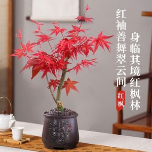 枫叶盆栽日本红枫树庭院阳台四季好养红叶植物盆景绿植红舞姬树苗