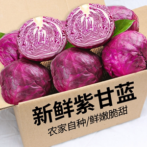 2024新鲜紫甘蓝5斤紫色球生菜红椰菜西餐蔬菜轻食沙拉食材
