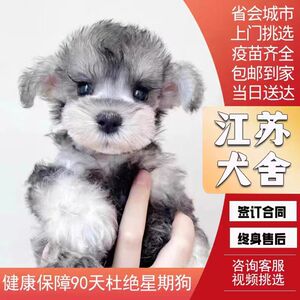 【江苏犬舍】纯种雪纳瑞幼犬迷你型活狗小体犬椒盐色宠物狗狗